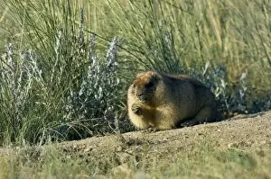 Burrows Collection: Bobak / Steppe Marmot - fat adult - ready for hibernation