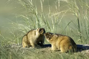 Affection Collection: Bobak / Steppe Marmot - pair of adults - fattened
