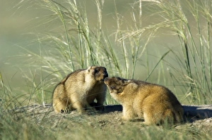 Affection Collection: Bobak / Steppe Marmot - pair of adults - fattened