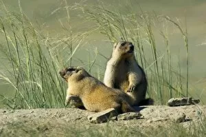Marmot Gallery: Bobak / Steppe Marmot - pair of fat adults