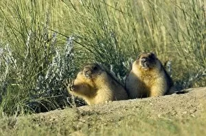 Marmot Gallery: Bobak / Steppe Marmot - a pair of fat adults near