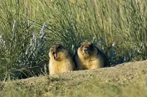 Bobak / Steppe Marmot - a pair of fat adults near
