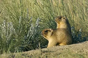 Bobak / Steppe Marmot - a pair of fat adults near