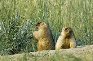 Marmots Gallery: Bobak / Steppe Marmot - a pair of fat adults, ready