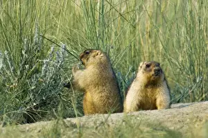 Marmota Prints: Bobak / Steppe Marmot - a pair of fat adults, ready