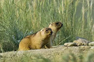 Bobak / Steppe Marmot - a pair of fat adults, ready