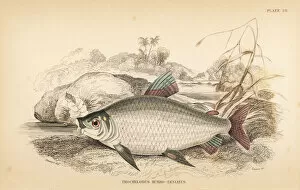 Salmon Gallery: Bocachico or koulimata, Prochilodus rubrotaeniatus