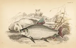 Guiana Prints: Bocachico or koulimata, Prochilodus rubrotaeniatus