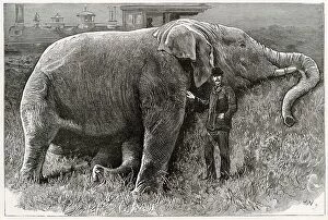 Corpse Collection: The body of Jumbo the elephant, pictured after his death following a rail crash at a marshalling