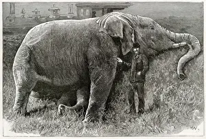 Corpse Prints: The body of Jumbo the elephant