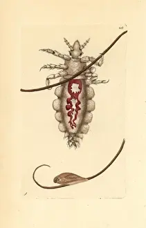 Thenaturalistsmiscellany Prints: Body louse, Pediculus humanus