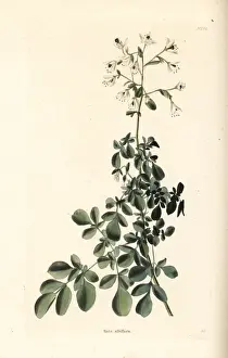 Nursery Prints: Boenninghausenia albiflora
