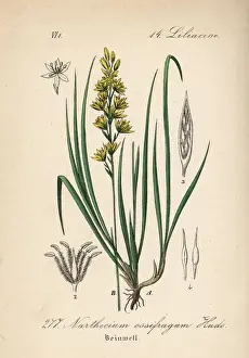 Bulb Prints: Bog asphodel, Narthecium ossifragum