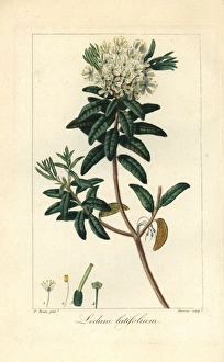 Rhododendron sp., rhododendron