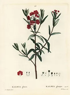 Arbustes Gallery: Bog laurel, Kalmia polifolia