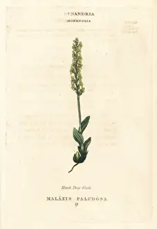 Duppa Prints: Bog orchid, Hammarbya paludosa