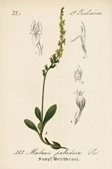 Bog orchid, Hammarbya paludosa