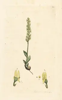 Bog orchid, Hammarbya paludosa