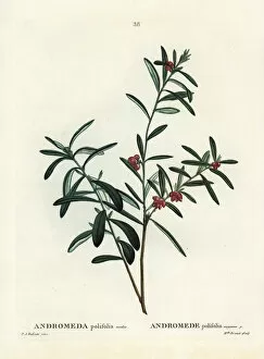 Arbustes Gallery: Bog rosemary, Andromeda polifolia