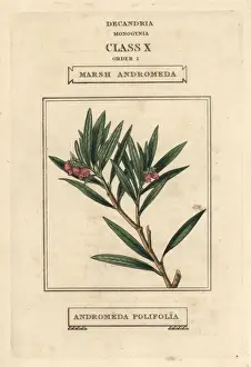 Bog rosemary, Andromeda polifolia