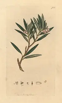 Bog rosemary, Andromeda polifolia