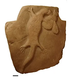 Bogus fossil lizard