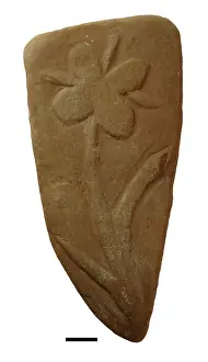 Bogus fossil plant
