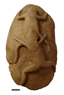 Anura Gallery: Bogus mating fossil frogs