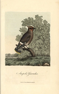 Ampelis Gallery: Bohemian chatterer, Ampelis garrulus, Bohemian