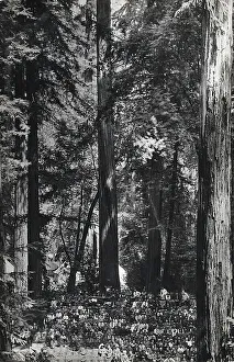 Images Dated 4th July 2019: Bohemian Club (of San Francisco) - Bohemian Grove