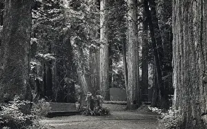 Bohemian Club (of San Francisco) - Bohemian Grove