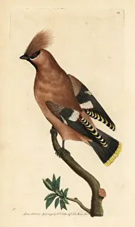 Bohemian waxwing, Bombycilla garrulus