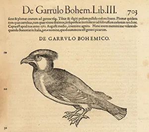 Cambier Prints: Bohemian waxwing, Bombycilla garrulus