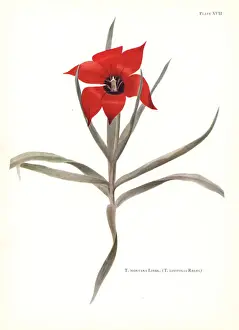 Dykes Prints: Bokhara tulip, Tulipa montana (Tulipa linifolia)