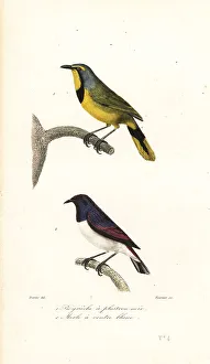 Fournier Prints: Bokmakierie and violet-backed starling