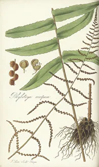 Bolbitis nodiflora fern