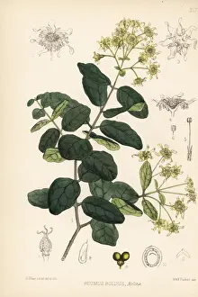 Boldo, Peumus boldus