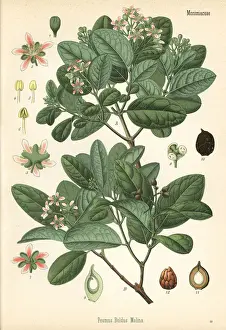 Boldo tree, Peumus boldus
