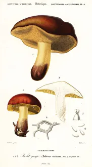 Bolet mushroom, Boletus circinans