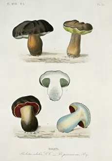 Agaricomycetes Gallery: Bolete sp. bolete mushrooms