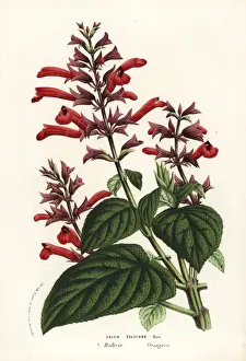 Sage Prints: Bolivian sage, Salvia rubescens