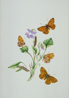 Boloria selene, small pearl-bordered fritillary (above)
