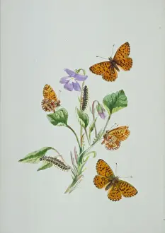 Boloria selene, small pearl-bordered fritillary (above)