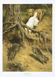 Bolted by Arthur Wardle