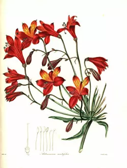 Alstroemeria Collection: Bomarea acutifolia