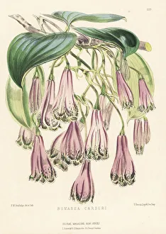 Ecuador Prints: Bomarea carderi
