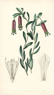 Bomarea dulcis
