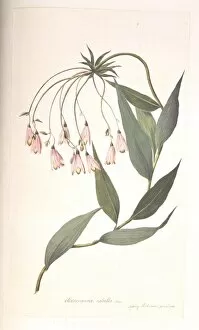 Alstroemeria Collection: Bomarea edulis, white jerusalem artichoke