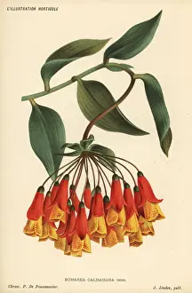 Bomarea multiflora