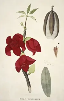Malvidae Prints: Bombax heptaphyllum, silk-cotton tree